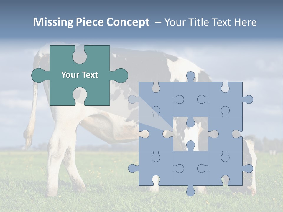 A Black And White Cow Grazing In A Field PowerPoint Template