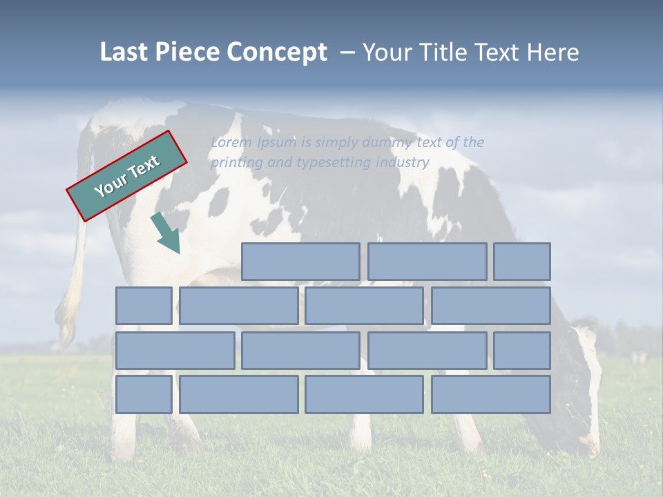 A Black And White Cow Grazing In A Field PowerPoint Template