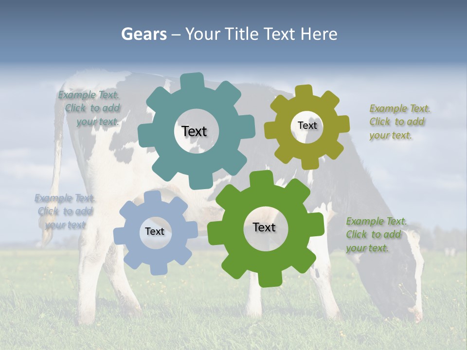 A Black And White Cow Grazing In A Field PowerPoint Template