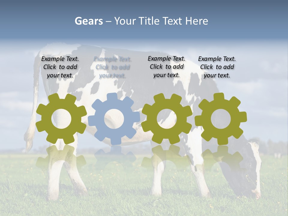 A Black And White Cow Grazing In A Field PowerPoint Template