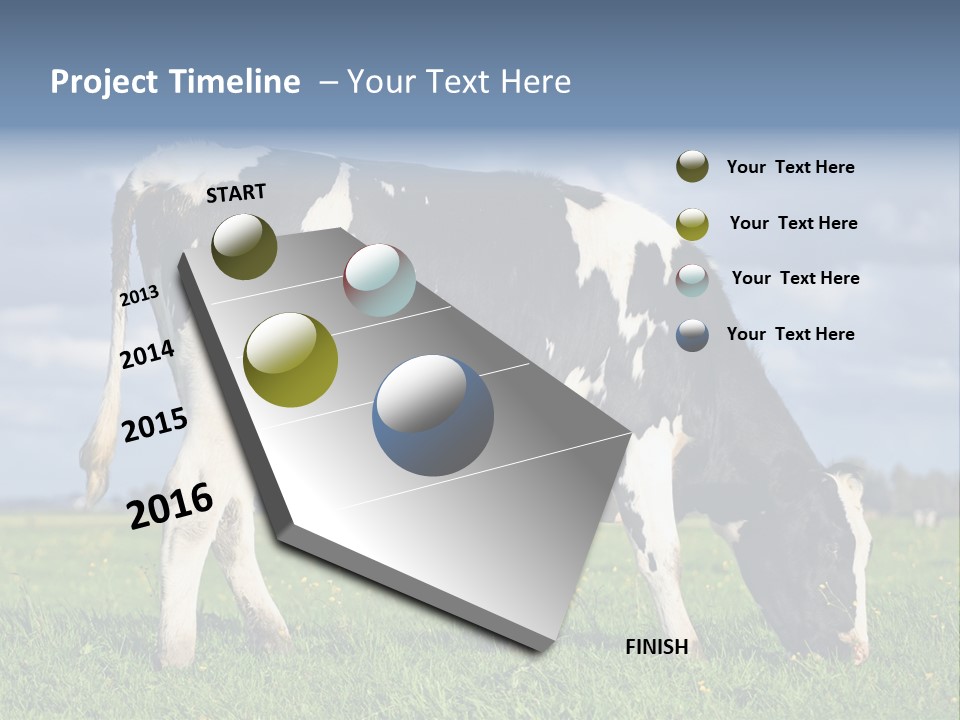 A Black And White Cow Grazing In A Field PowerPoint Template