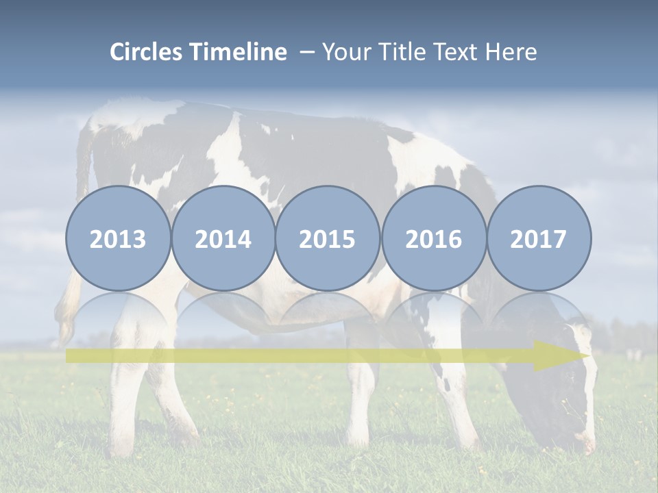 A Black And White Cow Grazing In A Field PowerPoint Template