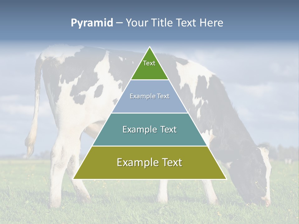 A Black And White Cow Grazing In A Field PowerPoint Template