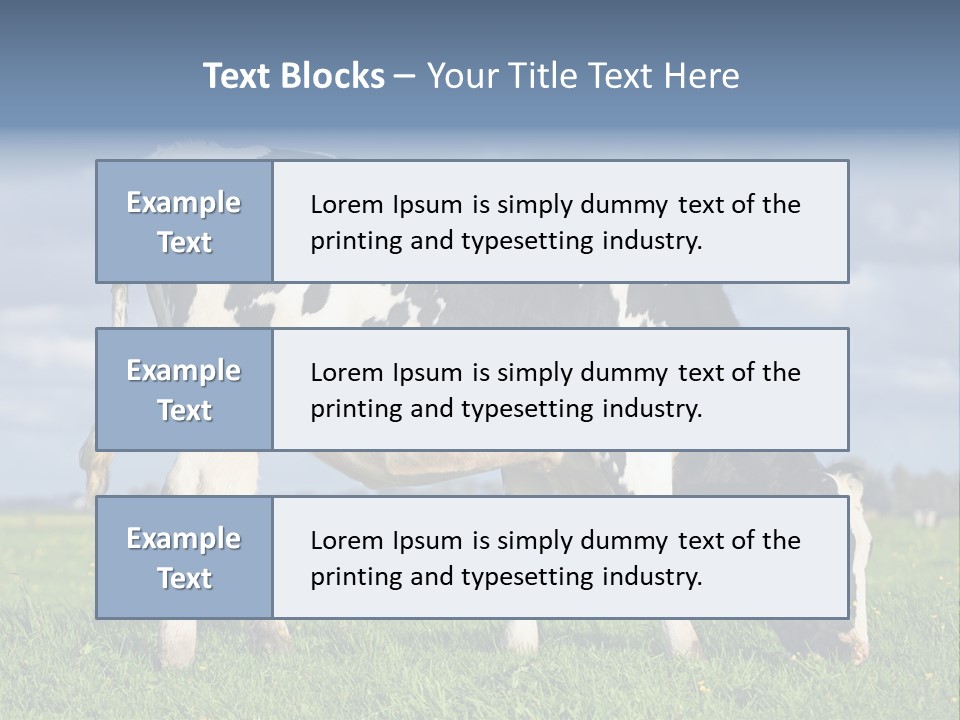 A Black And White Cow Grazing In A Field PowerPoint Template