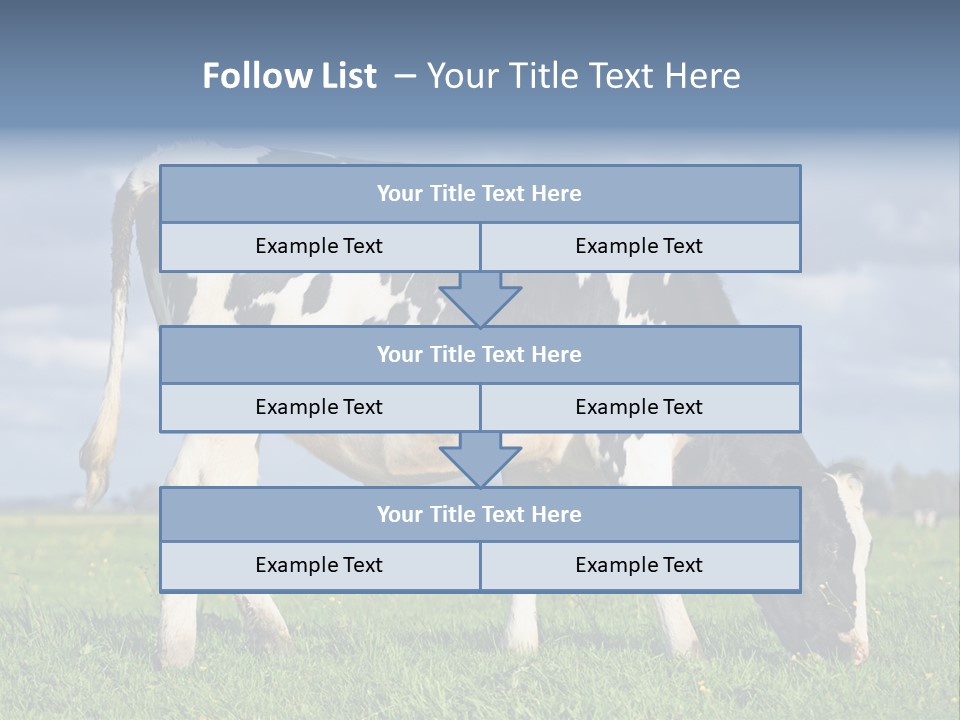 A Black And White Cow Grazing In A Field PowerPoint Template