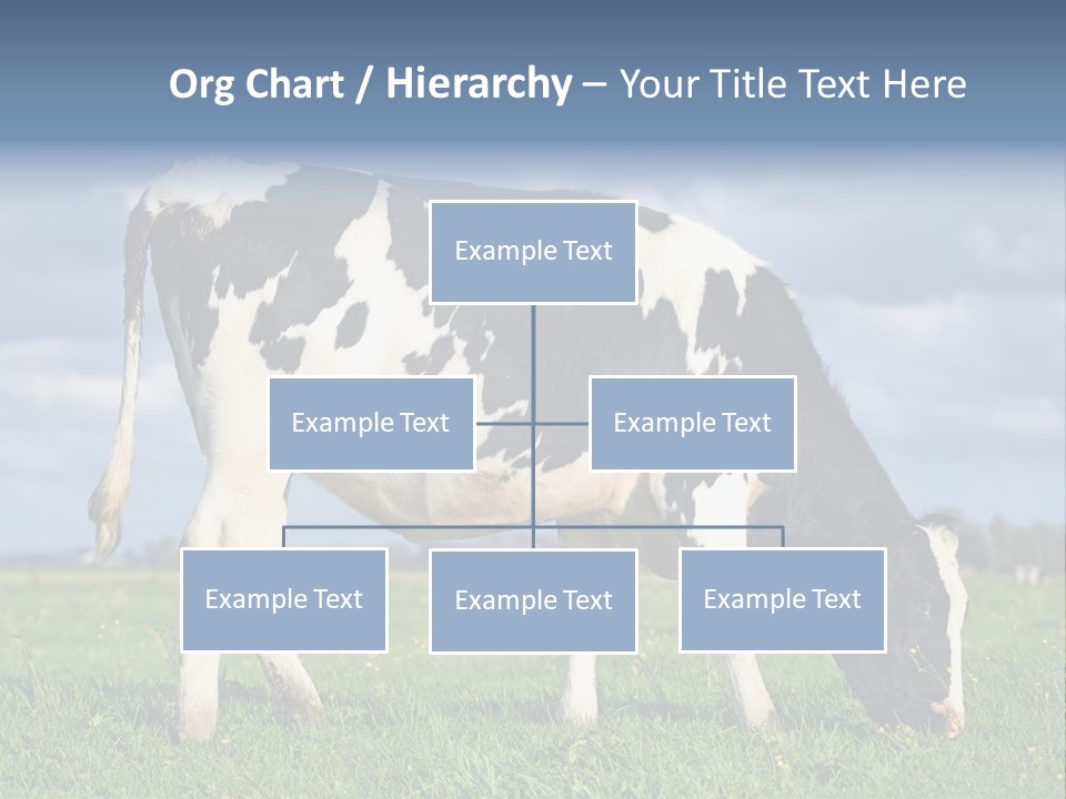 A Black And White Cow Grazing In A Field PowerPoint Template