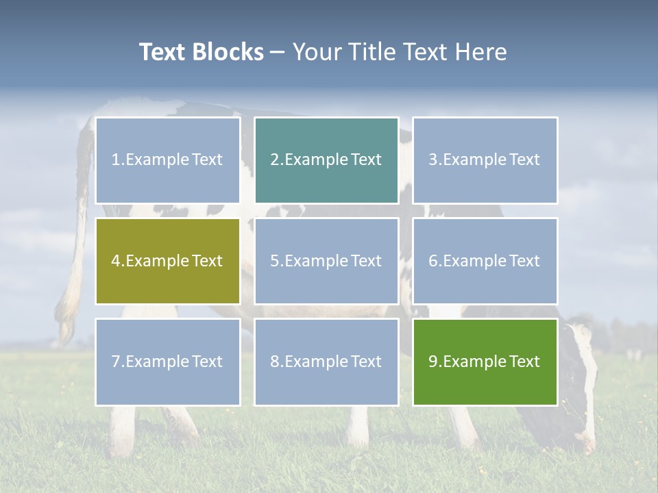 A Black And White Cow Grazing In A Field PowerPoint Template