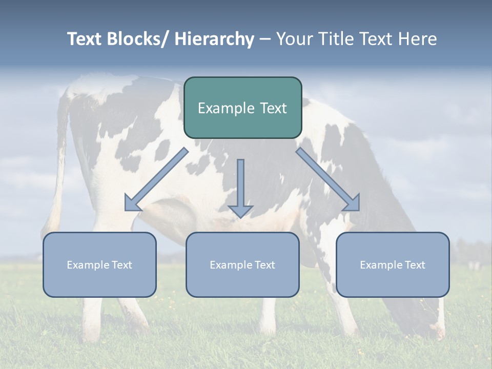 A Black And White Cow Grazing In A Field PowerPoint Template