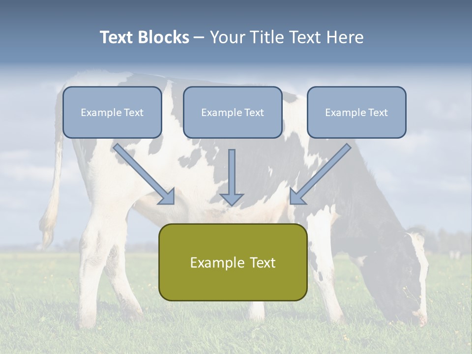 A Black And White Cow Grazing In A Field PowerPoint Template