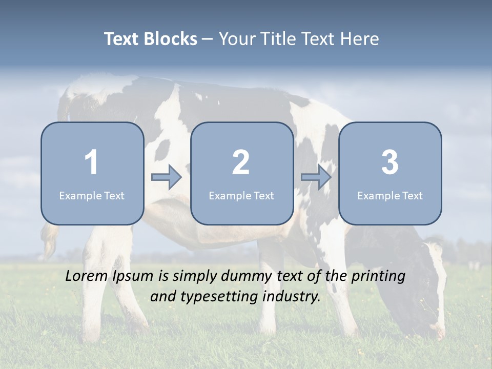 A Black And White Cow Grazing In A Field PowerPoint Template