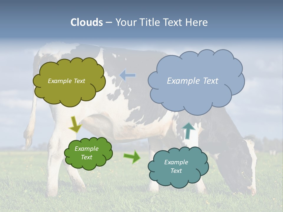 A Black And White Cow Grazing In A Field PowerPoint Template