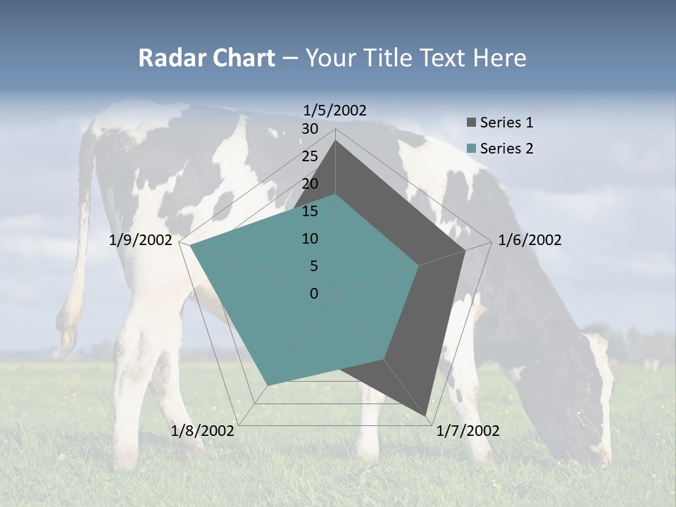 A Black And White Cow Grazing In A Field PowerPoint Template