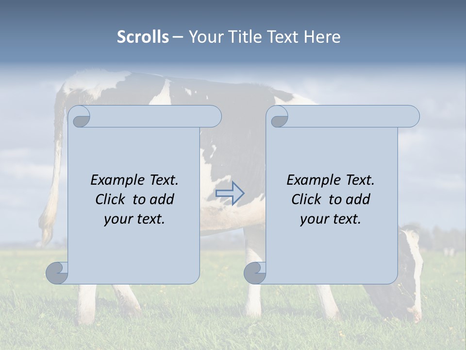 A Black And White Cow Grazing In A Field PowerPoint Template