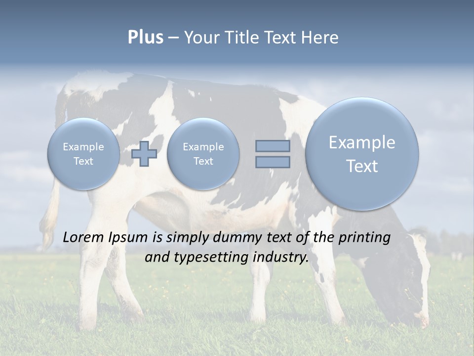 A Black And White Cow Grazing In A Field PowerPoint Template