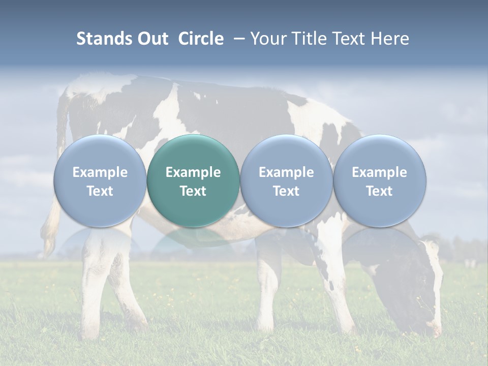 A Black And White Cow Grazing In A Field PowerPoint Template