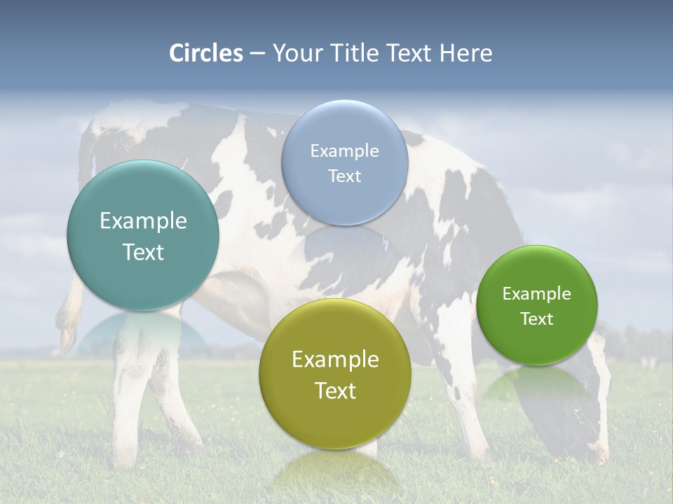 A Black And White Cow Grazing In A Field PowerPoint Template