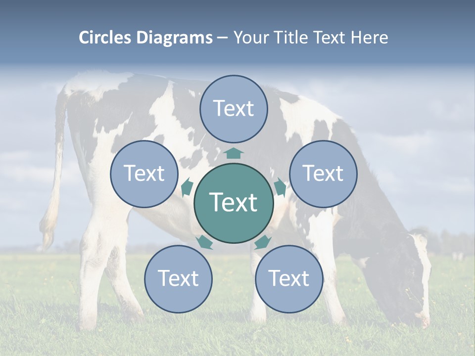 A Black And White Cow Grazing In A Field PowerPoint Template