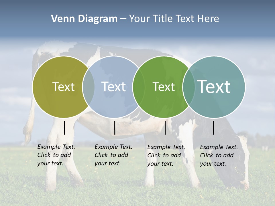 A Black And White Cow Grazing In A Field PowerPoint Template