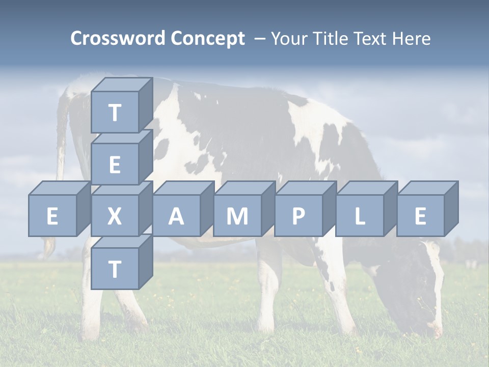 A Black And White Cow Grazing In A Field PowerPoint Template