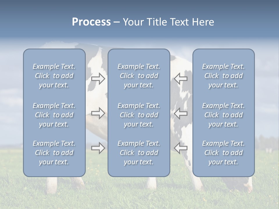 A Black And White Cow Grazing In A Field PowerPoint Template