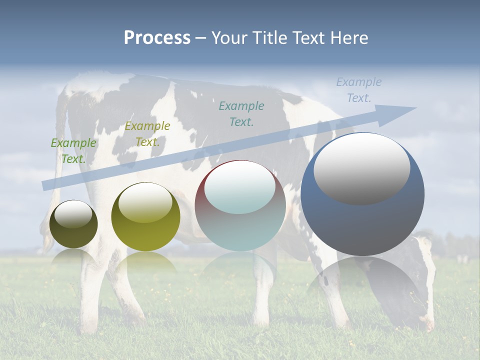 A Black And White Cow Grazing In A Field PowerPoint Template
