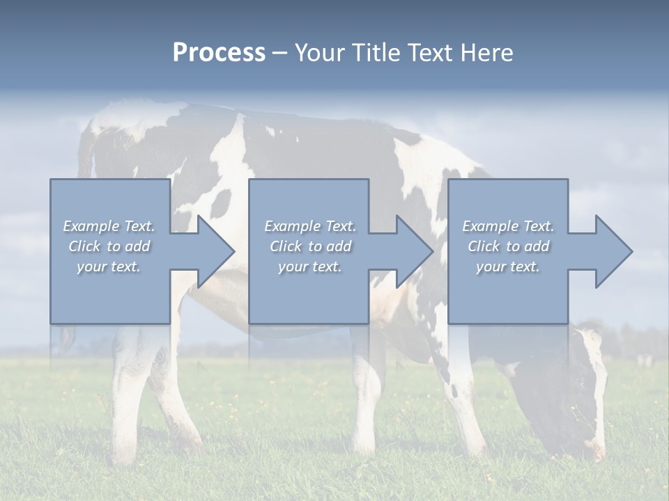 A Black And White Cow Grazing In A Field PowerPoint Template