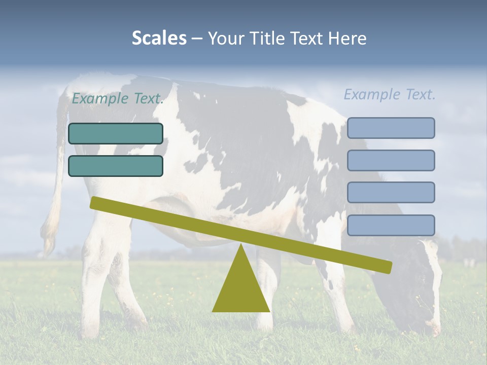 A Black And White Cow Grazing In A Field PowerPoint Template