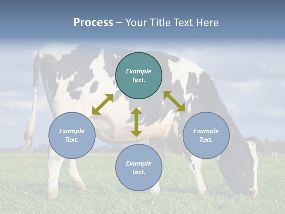 A Black And White Cow Grazing In A Field PowerPoint Template