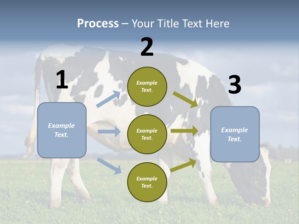 A Black And White Cow Grazing In A Field PowerPoint Template