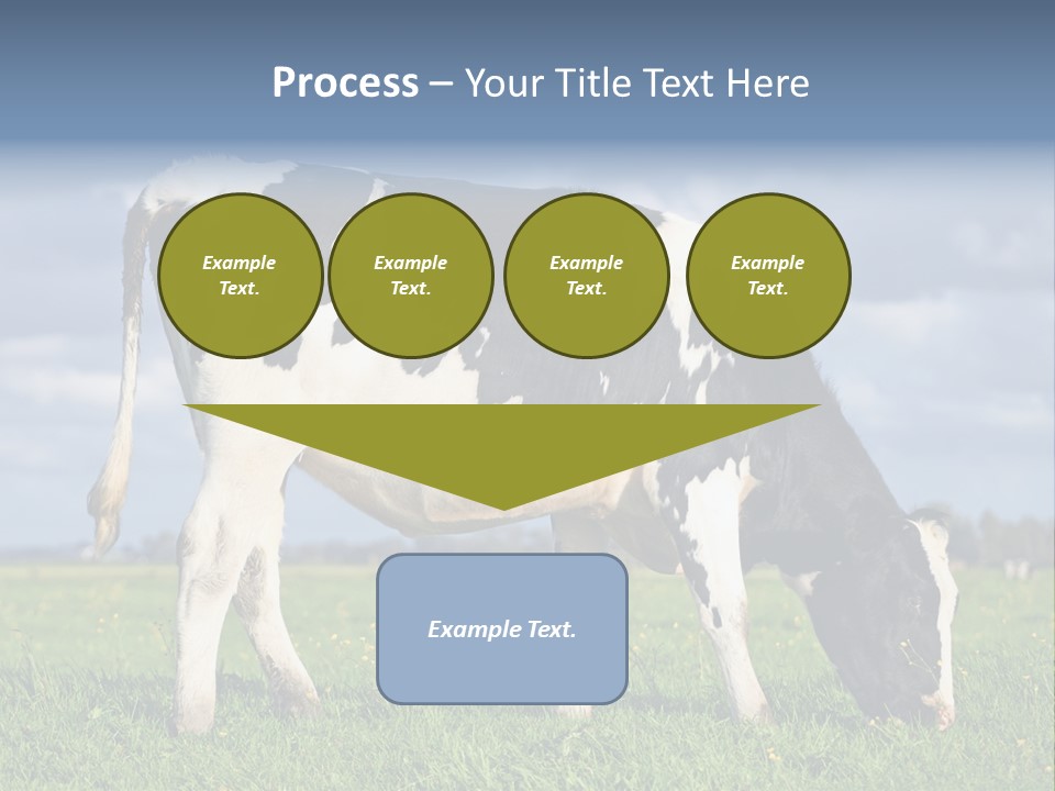 A Black And White Cow Grazing In A Field PowerPoint Template