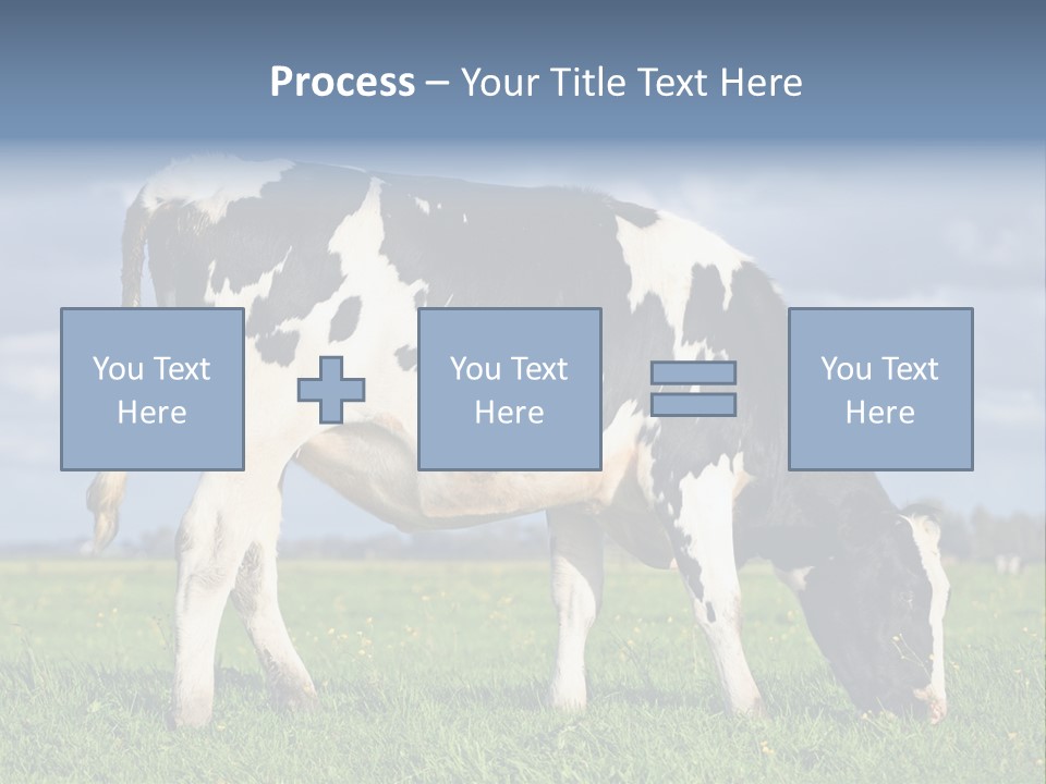 A Black And White Cow Grazing In A Field PowerPoint Template