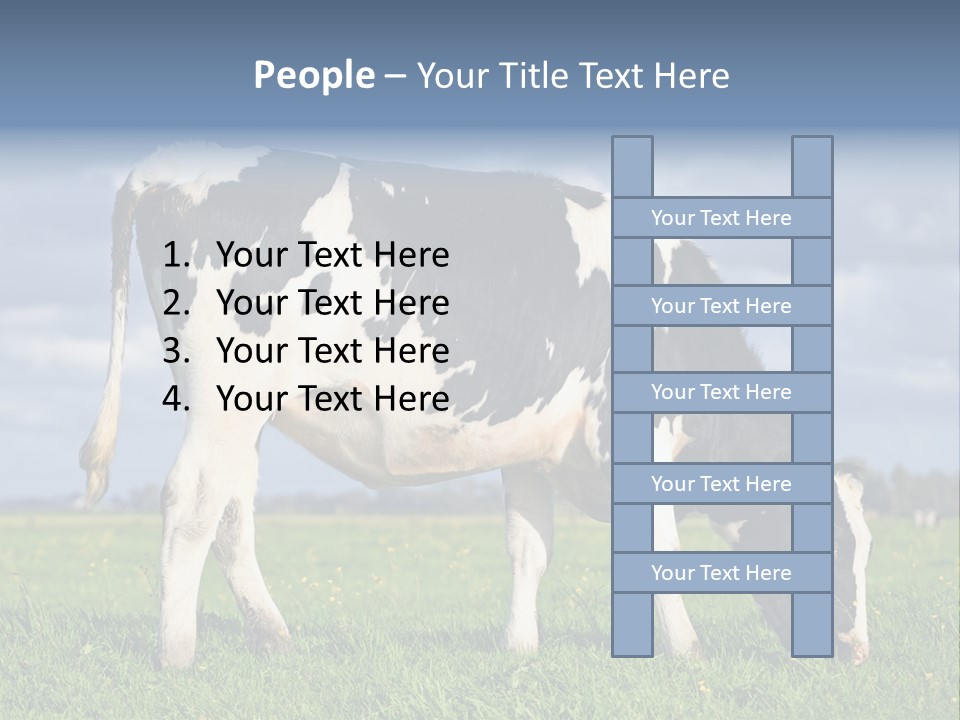 A Black And White Cow Grazing In A Field PowerPoint Template