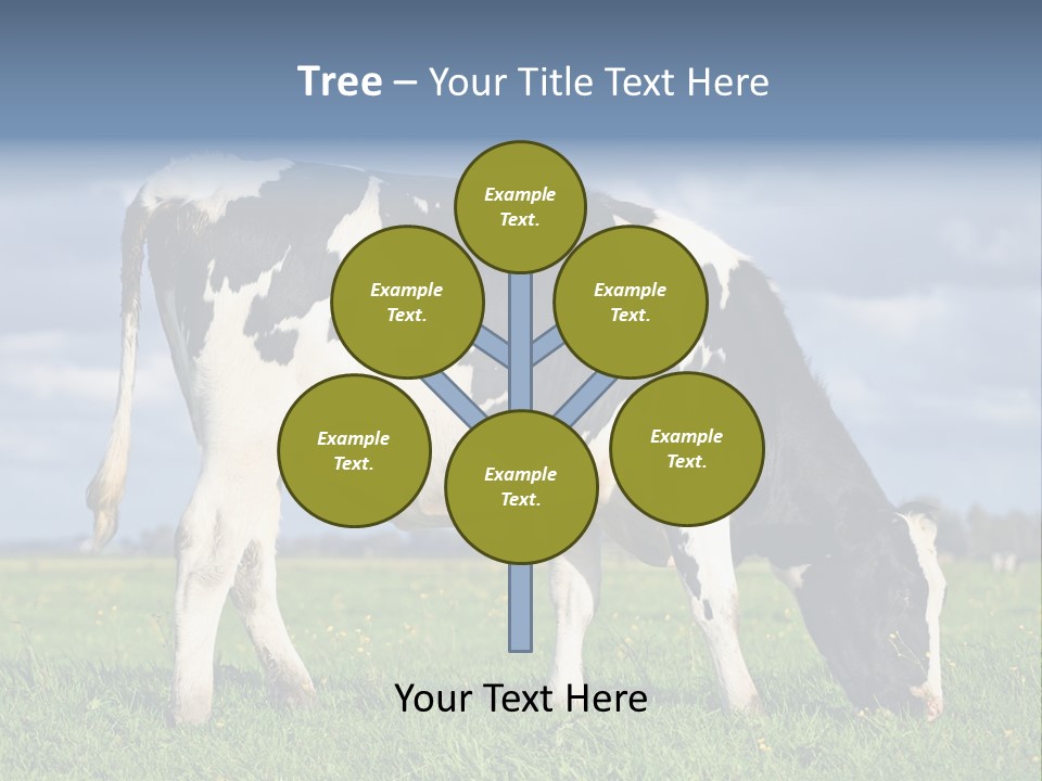 A Black And White Cow Grazing In A Field PowerPoint Template