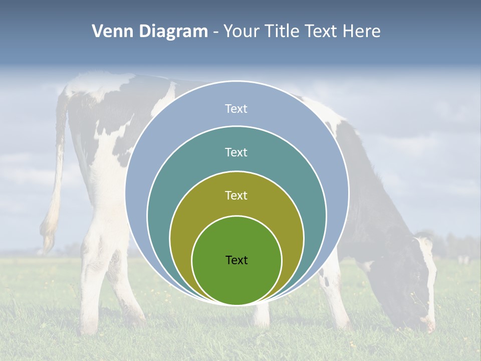 A Black And White Cow Grazing In A Field PowerPoint Template