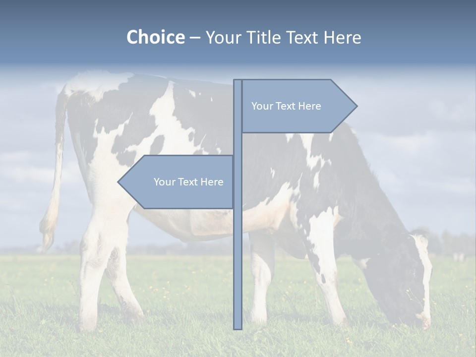 A Black And White Cow Grazing In A Field PowerPoint Template