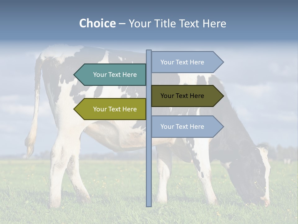 A Black And White Cow Grazing In A Field PowerPoint Template