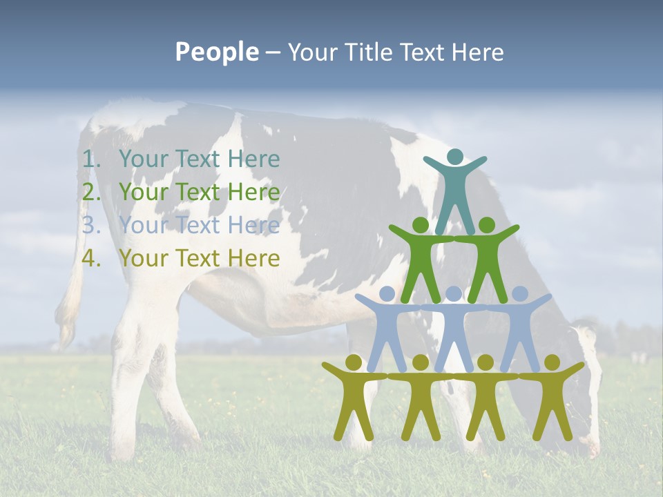 A Black And White Cow Grazing In A Field PowerPoint Template