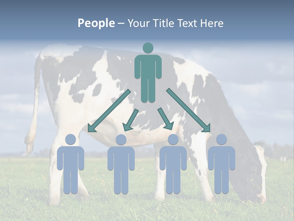 A Black And White Cow Grazing In A Field PowerPoint Template