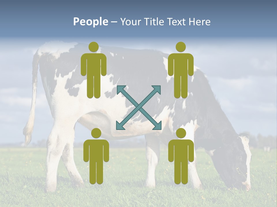 A Black And White Cow Grazing In A Field PowerPoint Template