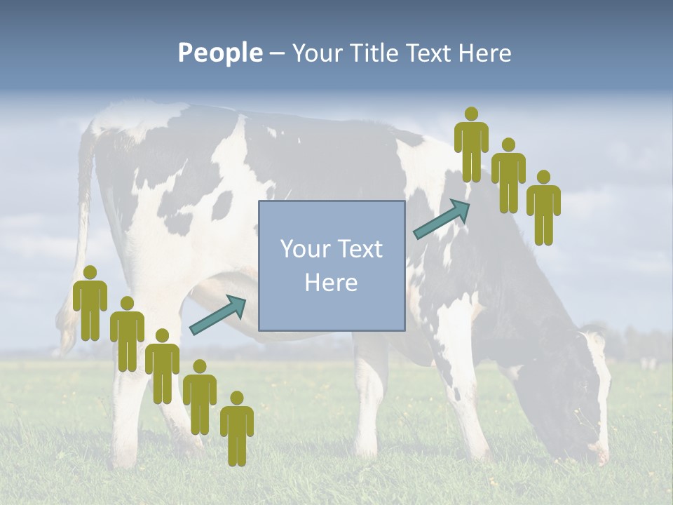 A Black And White Cow Grazing In A Field PowerPoint Template