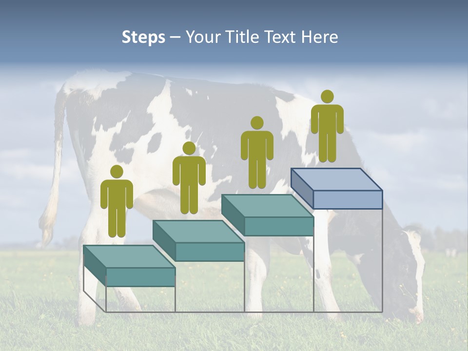 A Black And White Cow Grazing In A Field PowerPoint Template