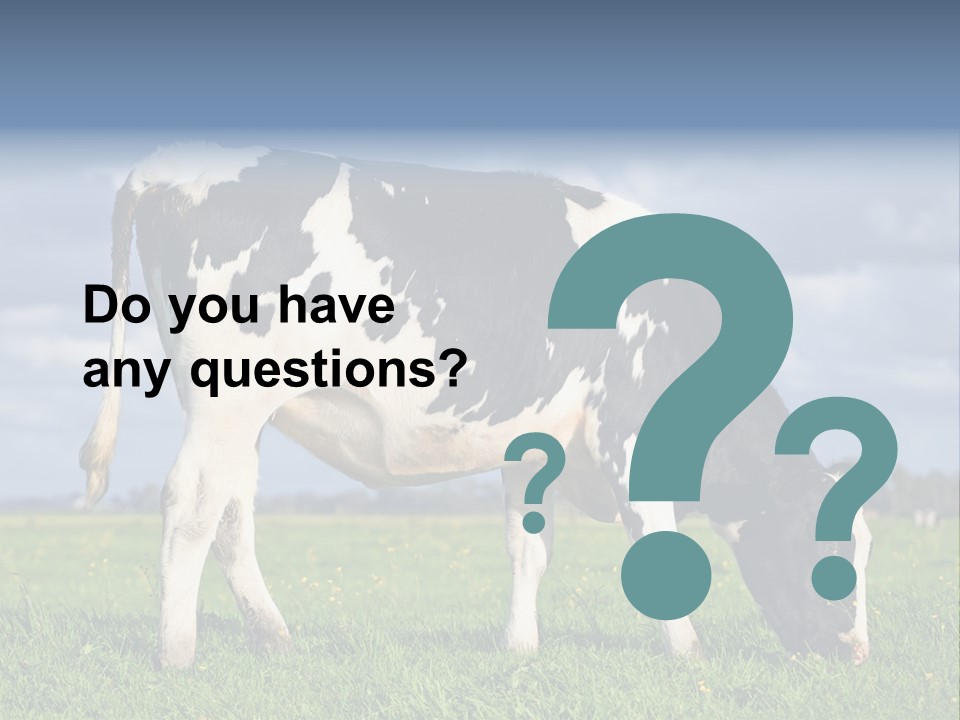 A Black And White Cow Grazing In A Field PowerPoint Template