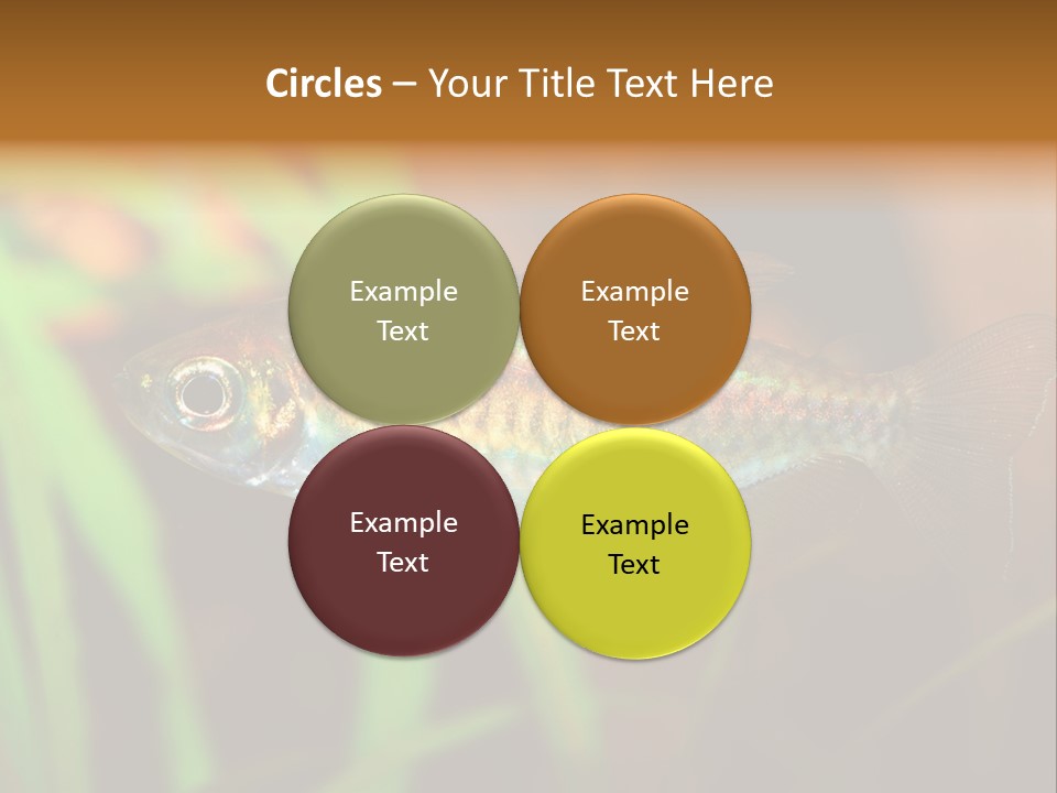 Doctor Bubbles Carp PowerPoint Template