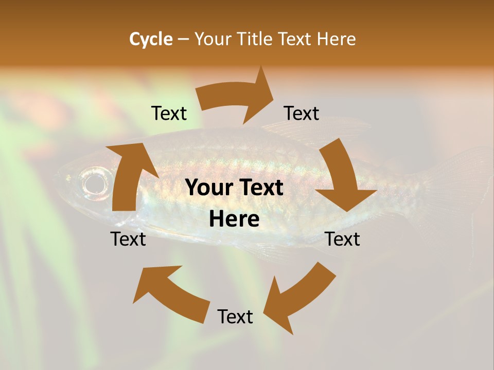 Doctor Bubbles Carp PowerPoint Template