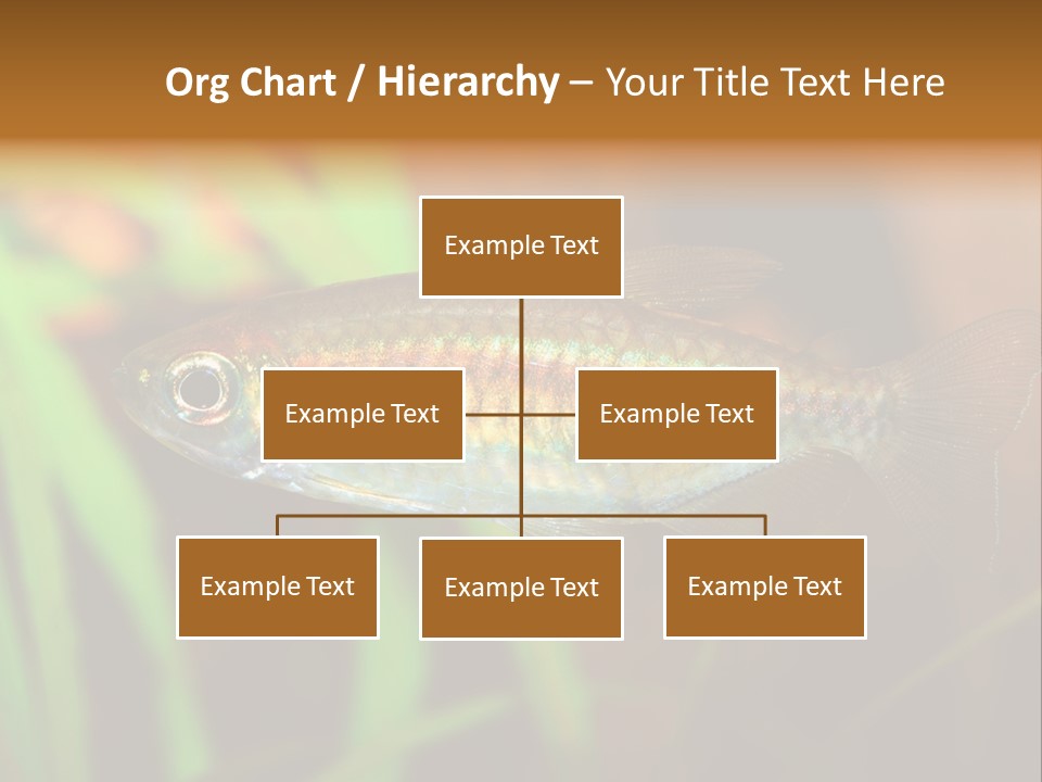Doctor Bubbles Carp PowerPoint Template