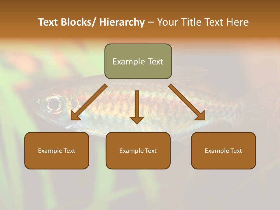 Doctor Bubbles Carp PowerPoint Template