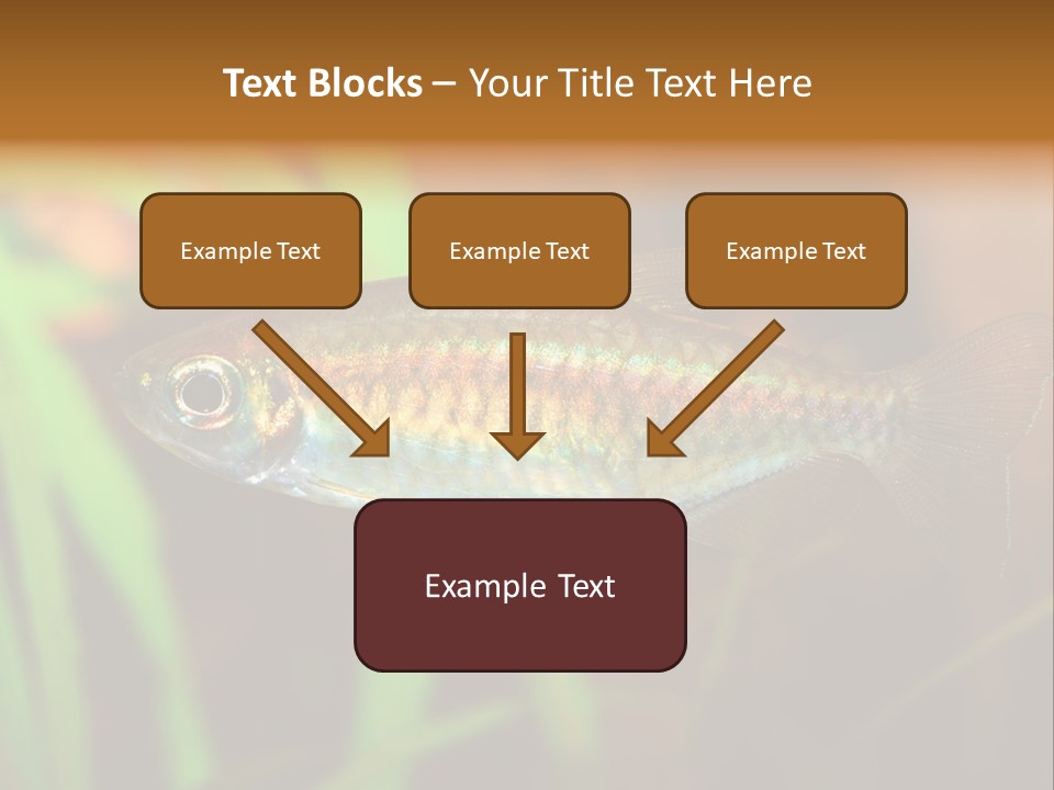 Doctor Bubbles Carp PowerPoint Template