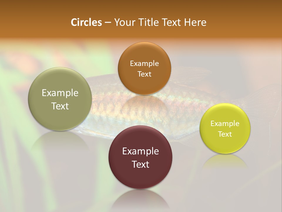 Doctor Bubbles Carp PowerPoint Template