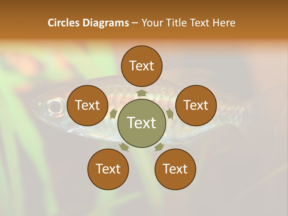 Doctor Bubbles Carp PowerPoint Template