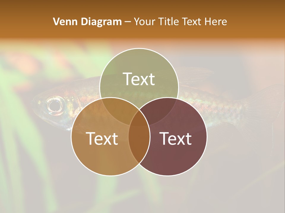 Doctor Bubbles Carp PowerPoint Template